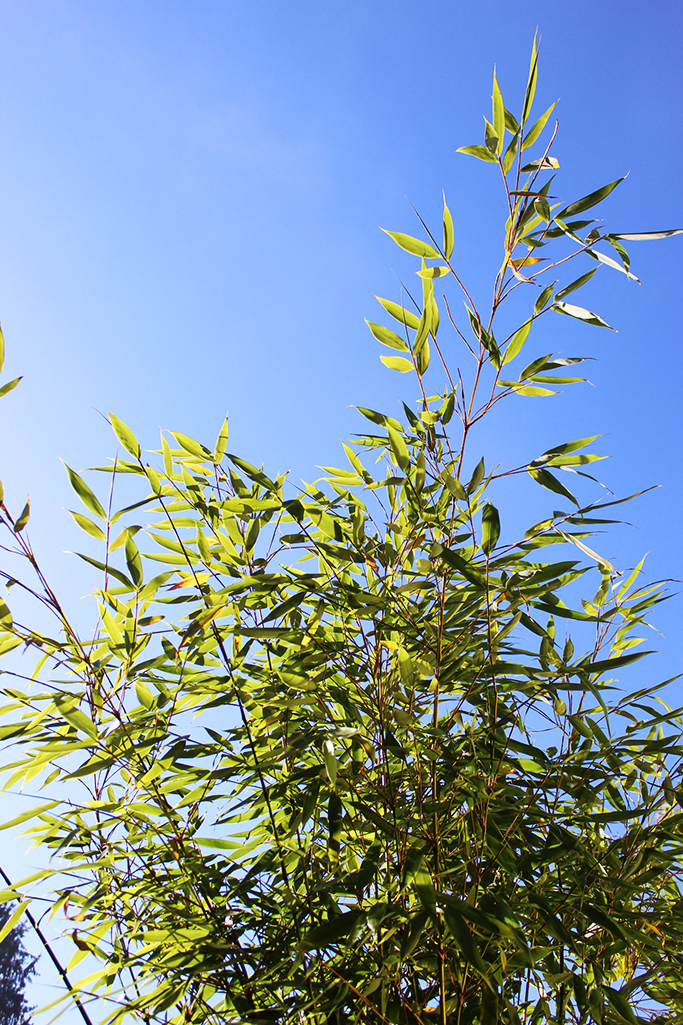 IMG_0011cC7o9yAMBdjGB Fargesia robusta Robusta