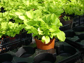 hosta-17er-topf Gelbgrüne Funkie, Hosta x fortunei Gold Standard
