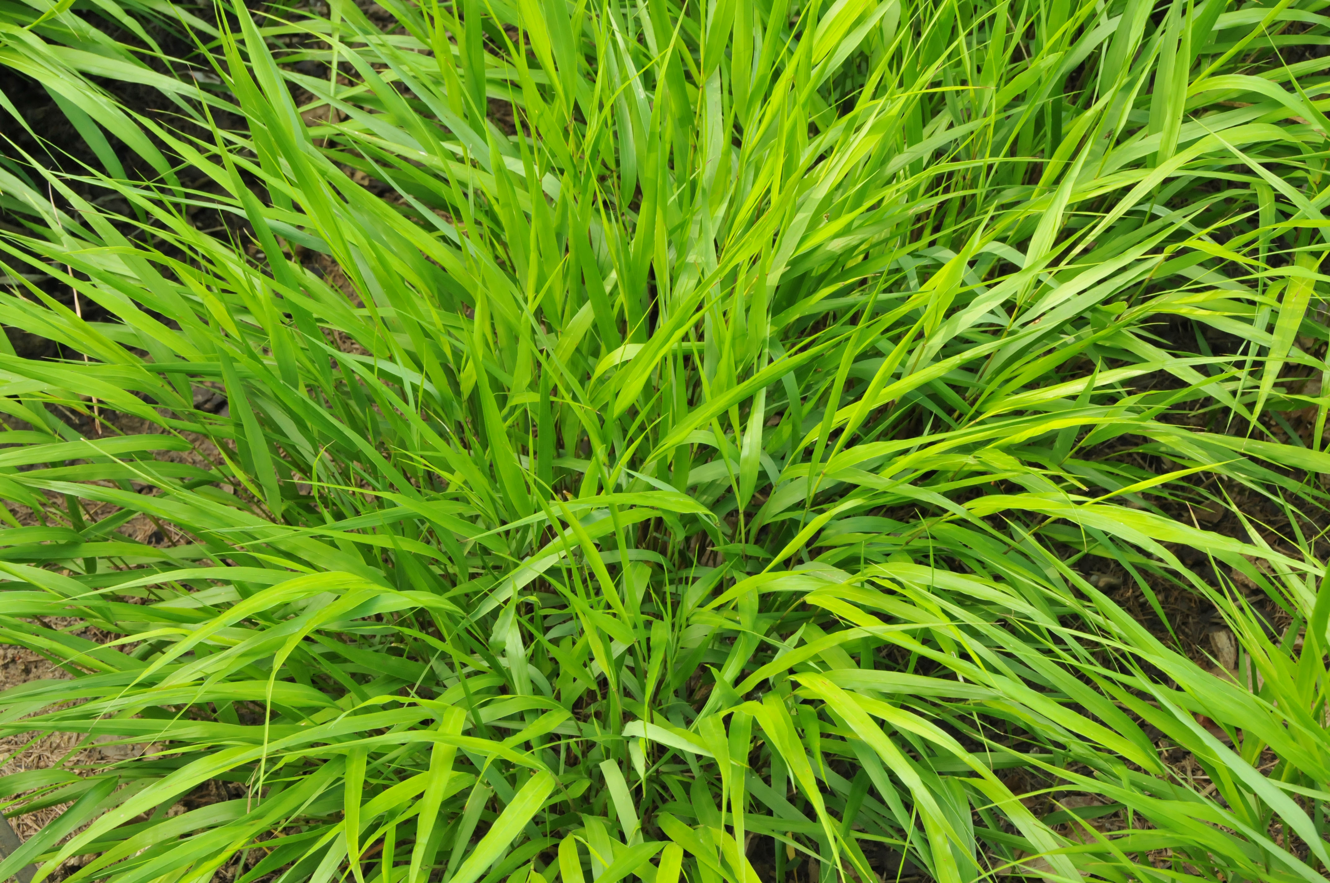 hmmgreenhills3 Japangras, Hakonechloa macra in Sorten