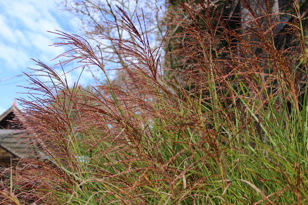 Gracilimus-1 Chinaschilf Eulalia, Miscanthus sinensis gracillimus