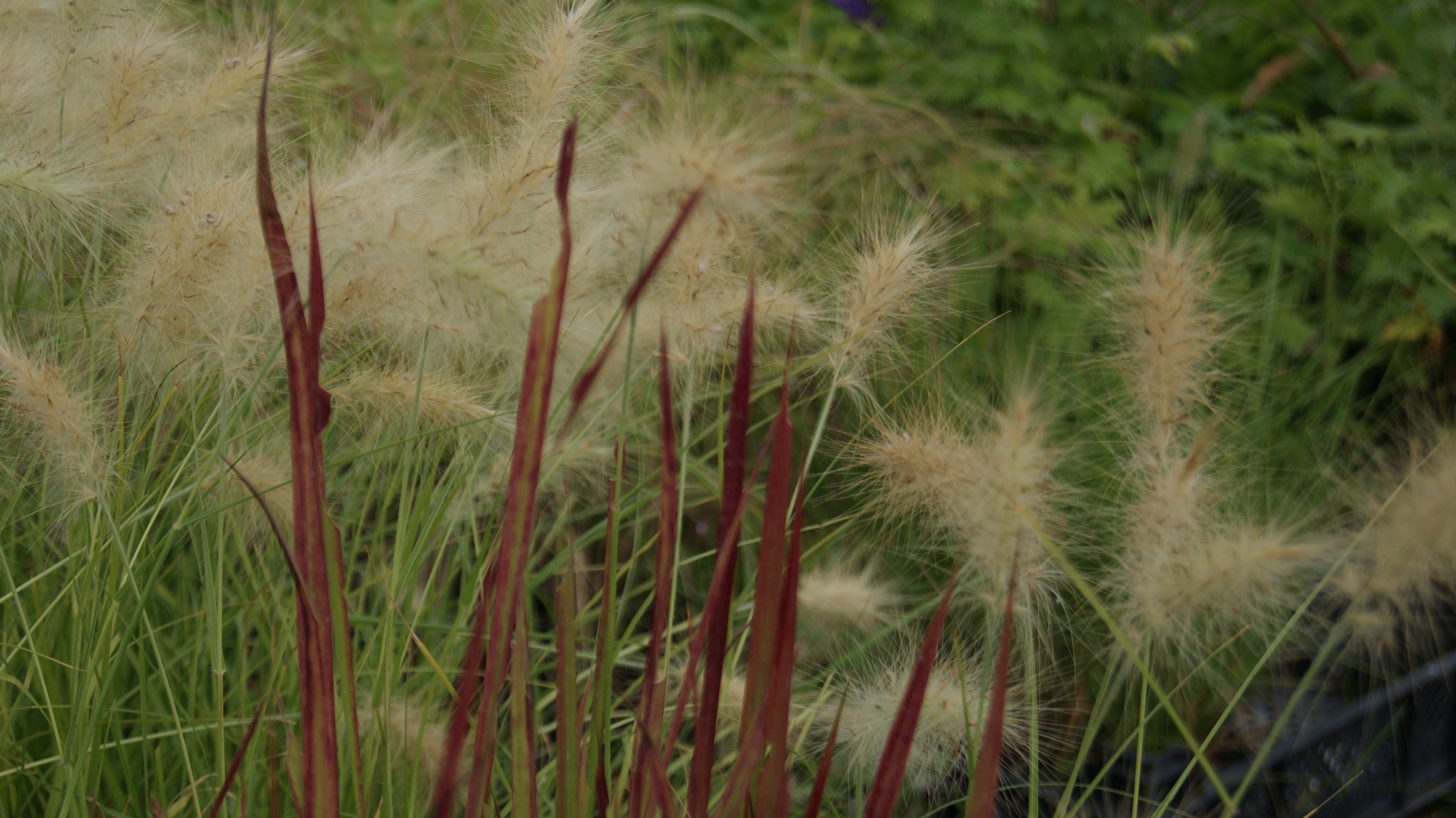 Pennisetum-villosum-2-5-Liter-7-50EUR Wolliges Federborstengras, Pennisetum villosum