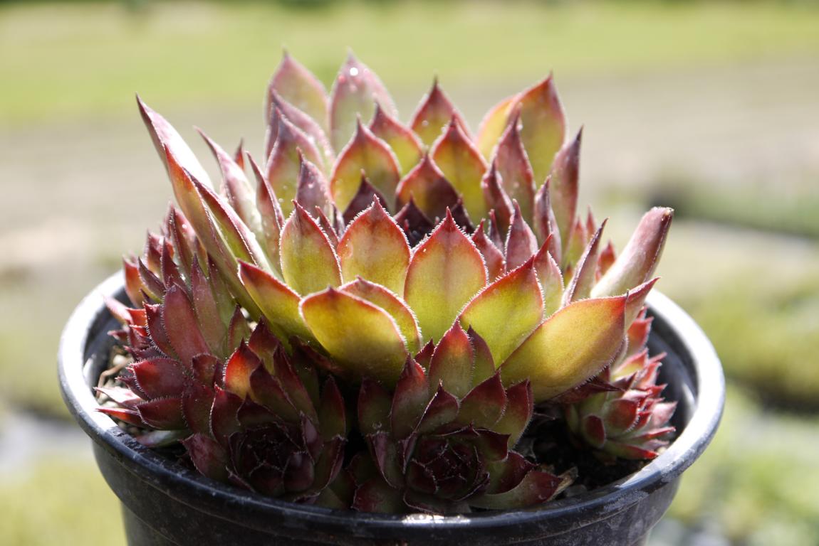 sempervivum-hauswurz-dachgarten24-2 Dachwurz, Sempervivum in Sorten