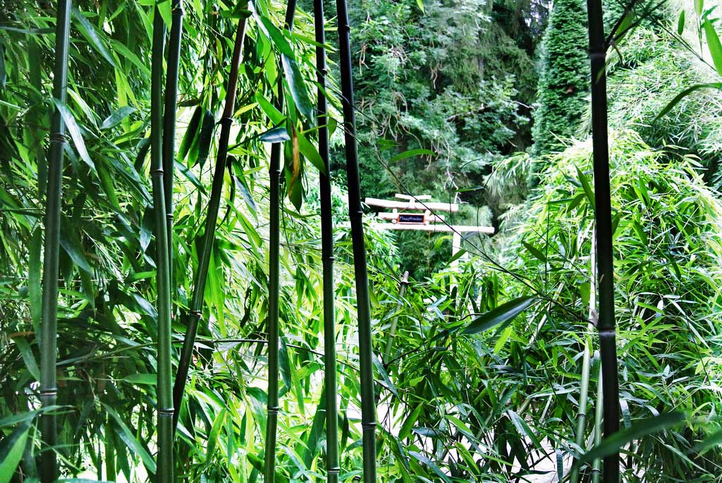 bissetii_gaertnerei_hofstetter_muhle-2017-0959ce28708901f