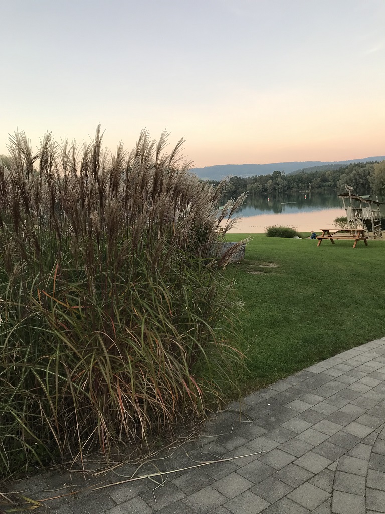 Ferner-Osten-Chinaschilf2 Chinaschilf Ferner Osten, Miscanthus sinensis Ferner Osten