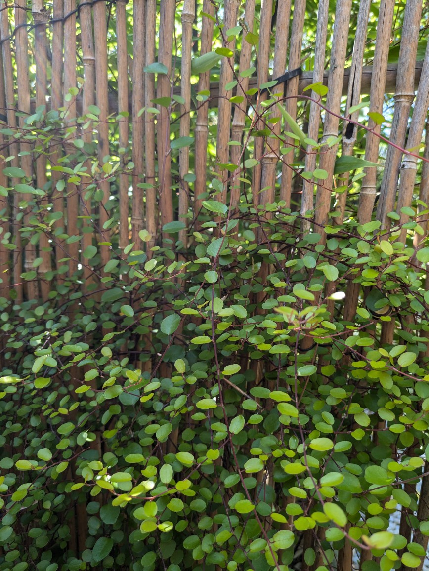 MuehlenbeckiaTVguK0b20SFQu Mühlenbeckie, Muehlenbeckia complexa