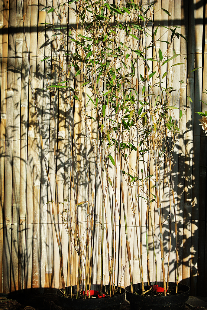 Fargesia-Demissa-gerry4 Schirmbambus Gerry, Fargesia demissa Gerry