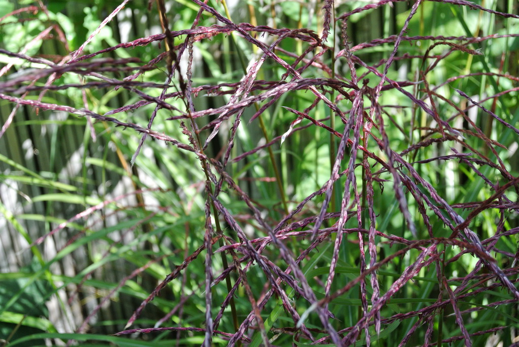 Miscanthus-ferner-osten-detail Chinaschilf Ferner Osten, Miscanthus sinensis Ferner Osten