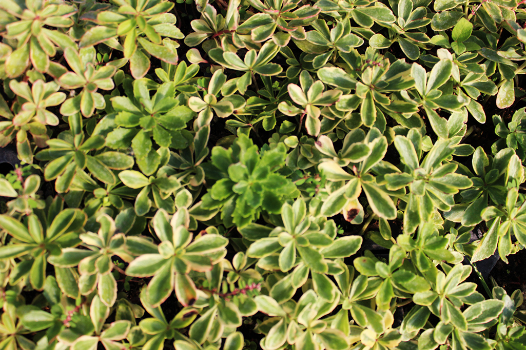 Kamtschatka-Sedum, Sedum kamtschaticum