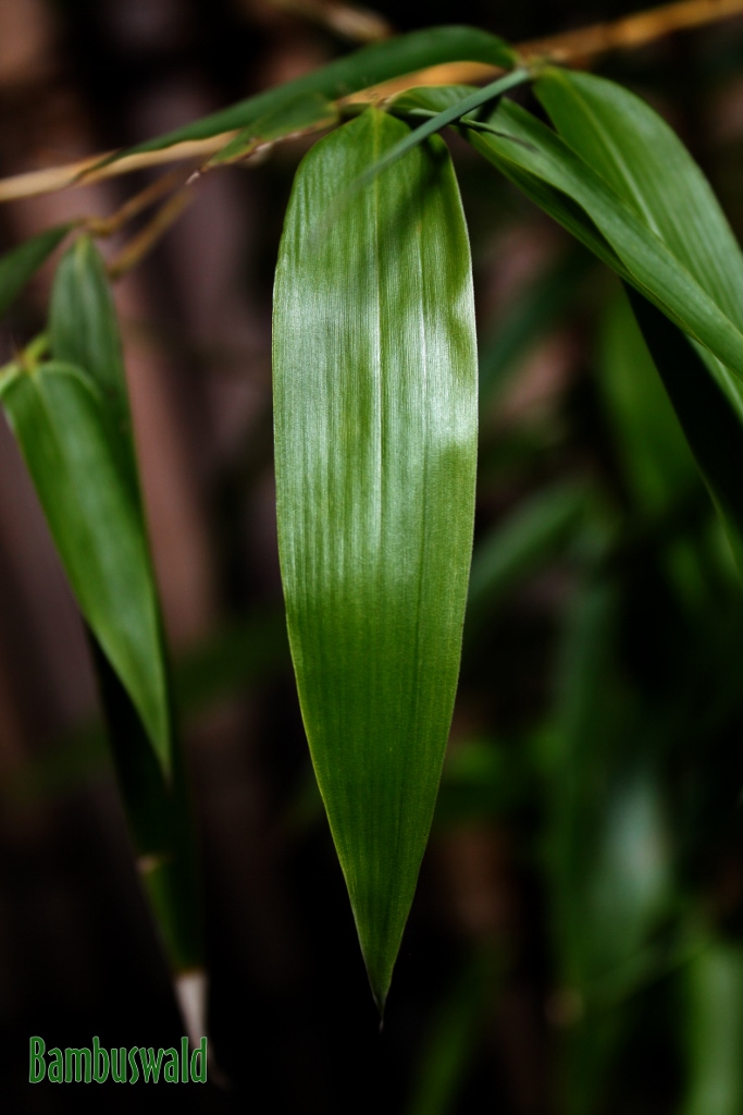 Vivax-Aureocaulis-Leave-683x1024 Zauber Bambus, Phyllostachys vivax Aureocaulis