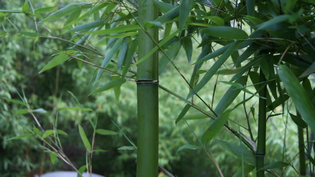 DSC05480 Gold Bambus, Phyllostachys parvifolia