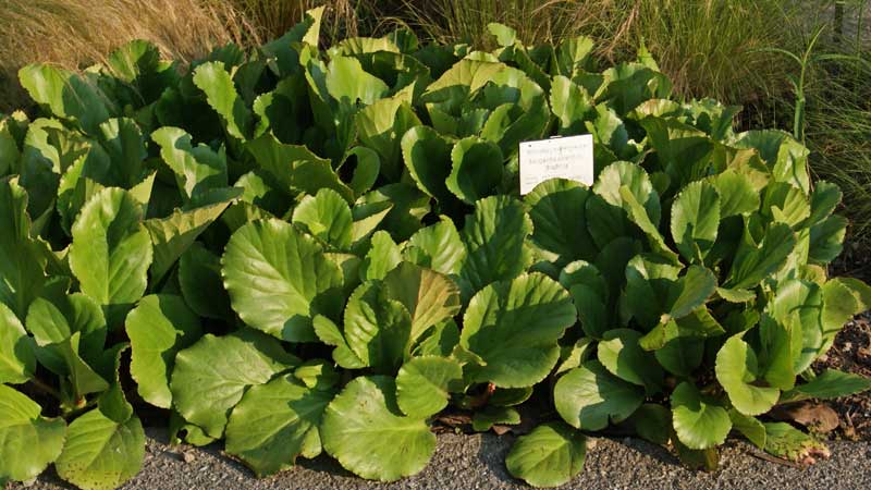Riesensteinbrech, Bergenia cordifolia