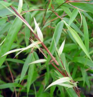 fargesia-rufa-var Universaler Gartenbambus Fargesia rufa