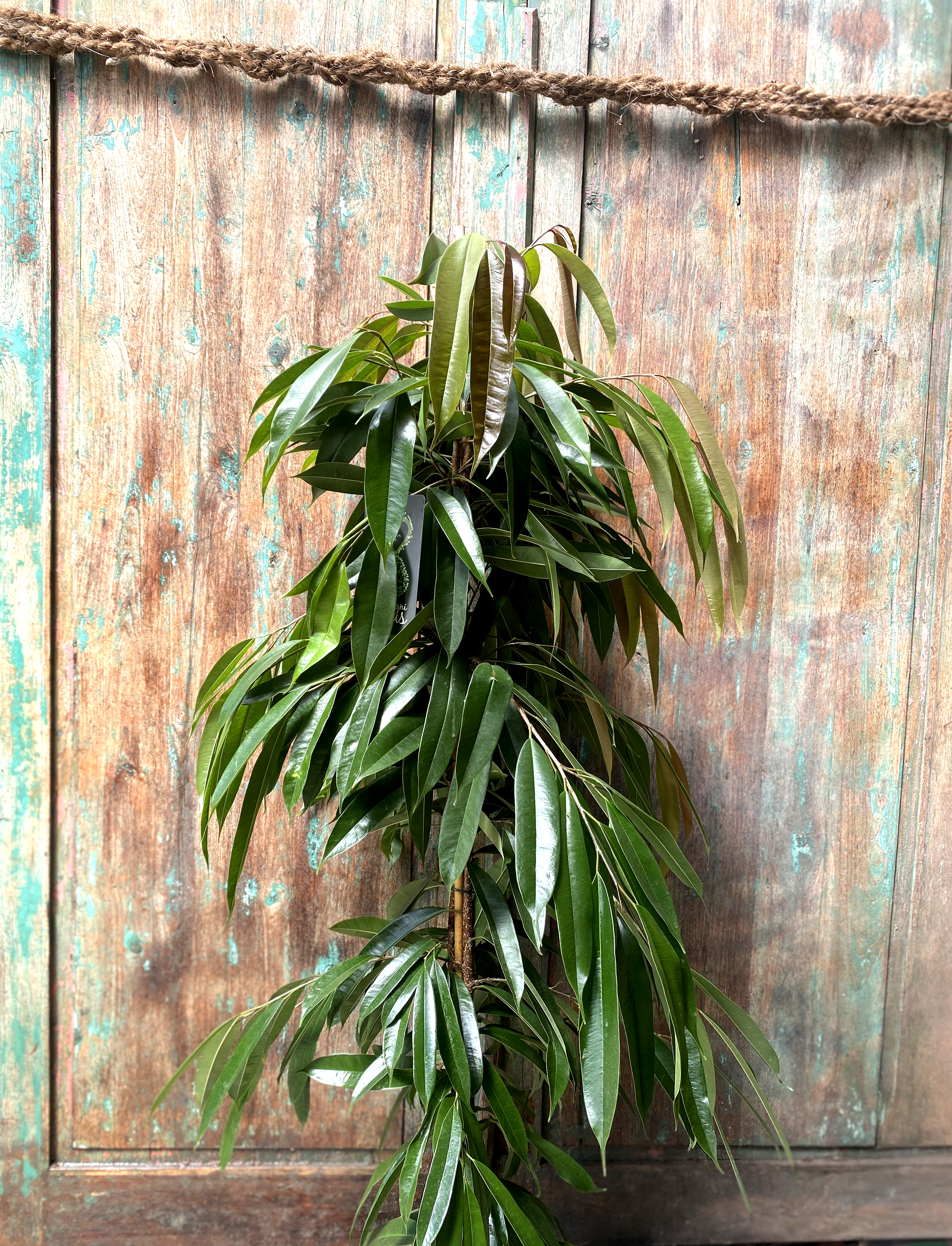 Ficus langifolia