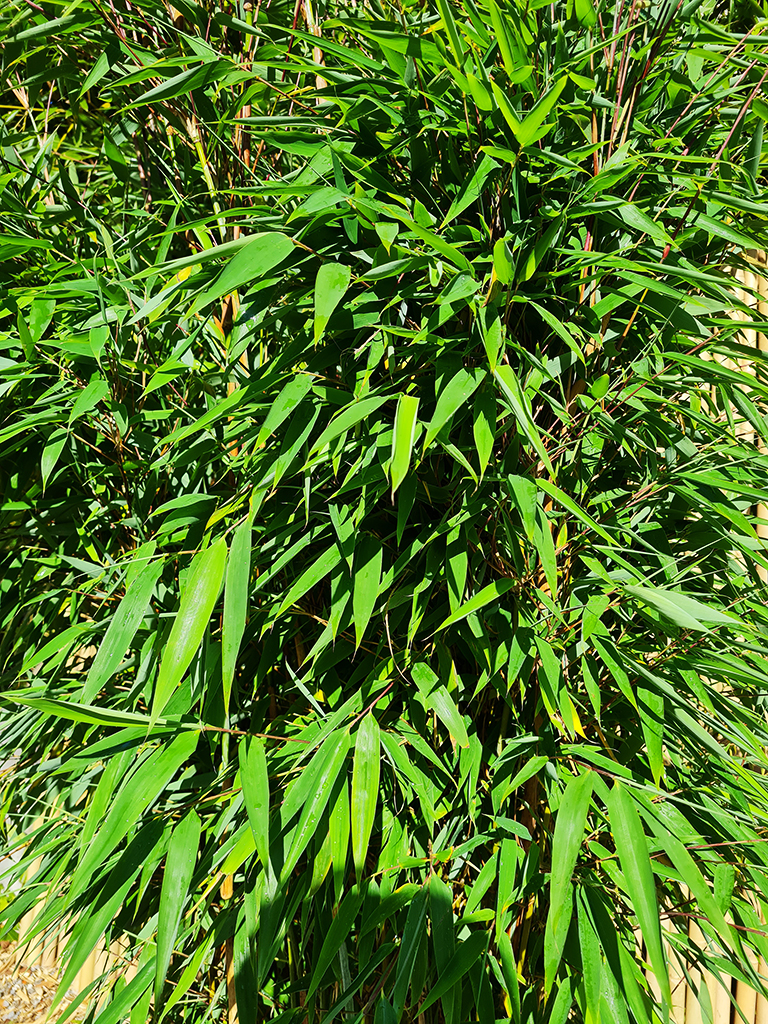 watcher2 Fargesia Watcher of the Skies