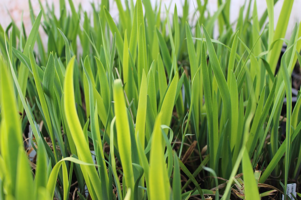 Iris versicolor - Verschiedenfarbige Sumpf- Schwertlilie