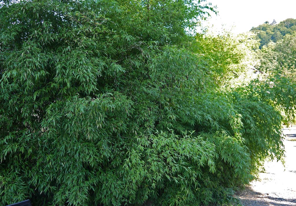 phyllostachys-nigra-hecke-2012-09-wieder-gruen08 Schwarzer Bambus, Phyllostachys nigra