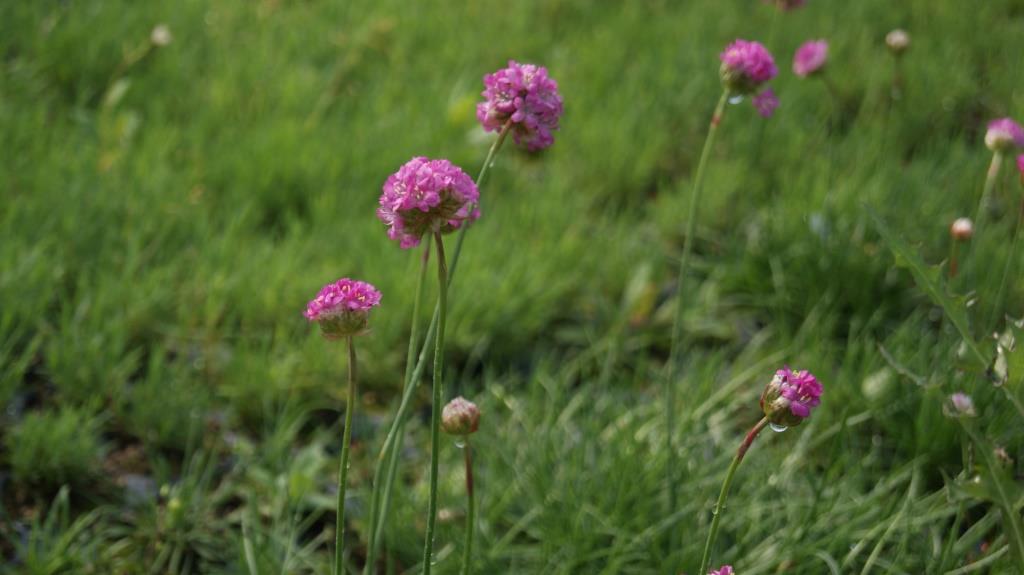 ameria-maritima Grasnelke, Armeria maritima