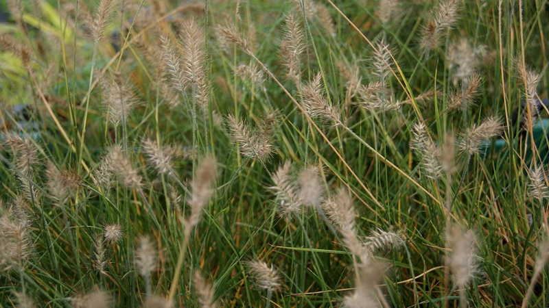 pennisetum-little-bunny-bambuswald Zwerg-Lampenputzergras, Pennisetum alopecuroides Little Bunny