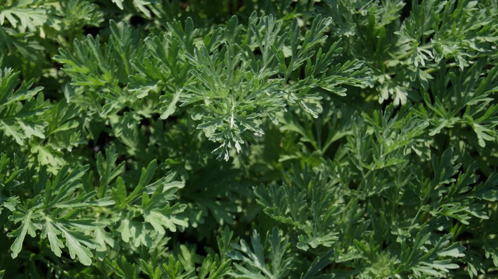 wermut Wermut, Artemisia absinthium