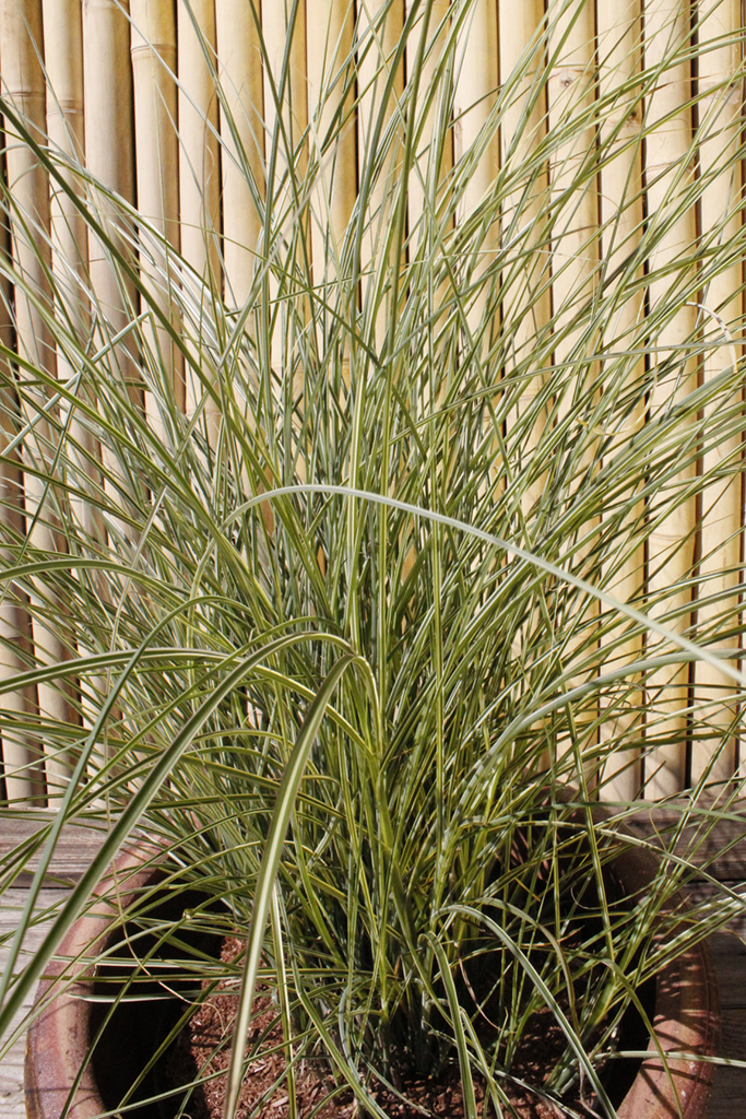 _MG_0003 Chinaschilf, Miscanthus sinensis Morning Light