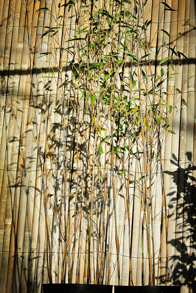 Fargesia-Demissa-gerry7 Schirmbambus Gerry, Fargesia demissa Gerry