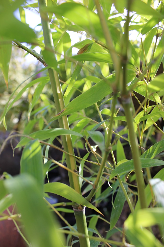 Phyll-flavesens-Inversa4 Phyllostachys aurea flavescens Inversa