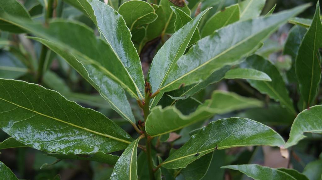 laurus-nobilis-lorbeer7 Lorbeer, Laurus nobilis