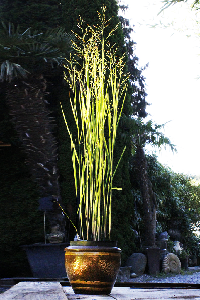 _MG_0033b Bläuliche Rutenhirse, Panicum virgatum Heavy Metal