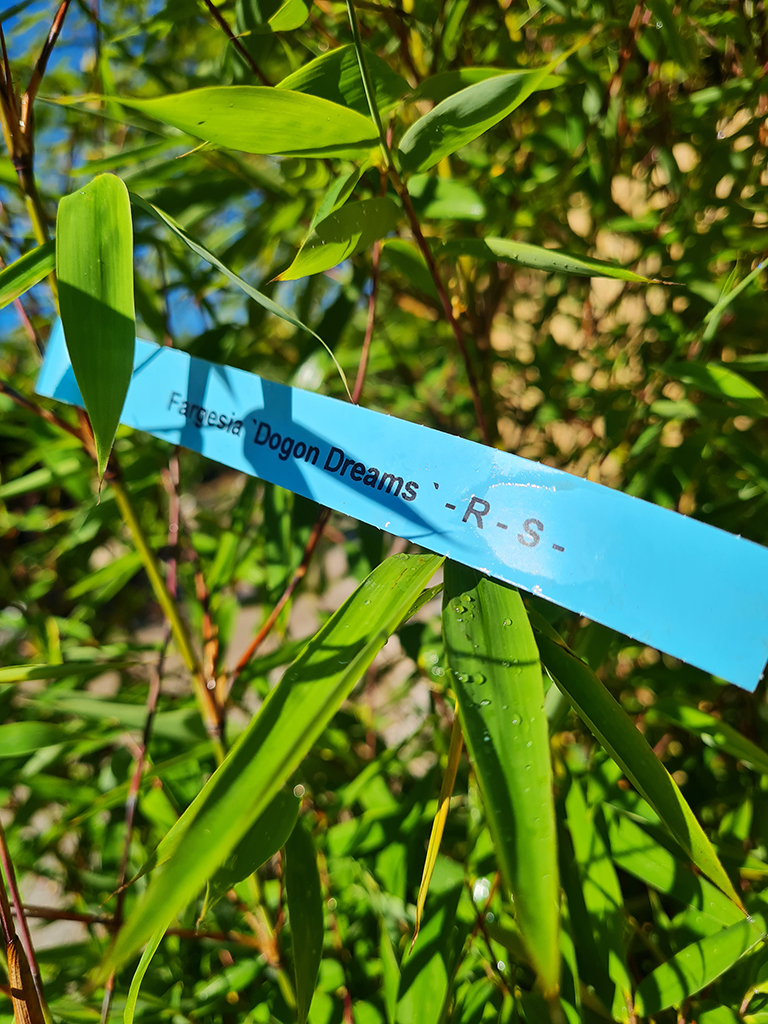 Dogon-Dreams5 Fargesia Dogon Dreams