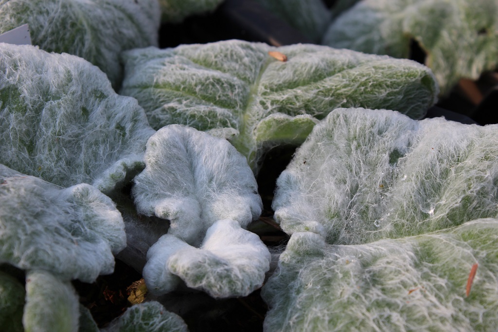 Silberblatt-Salbei - Salvia argentea