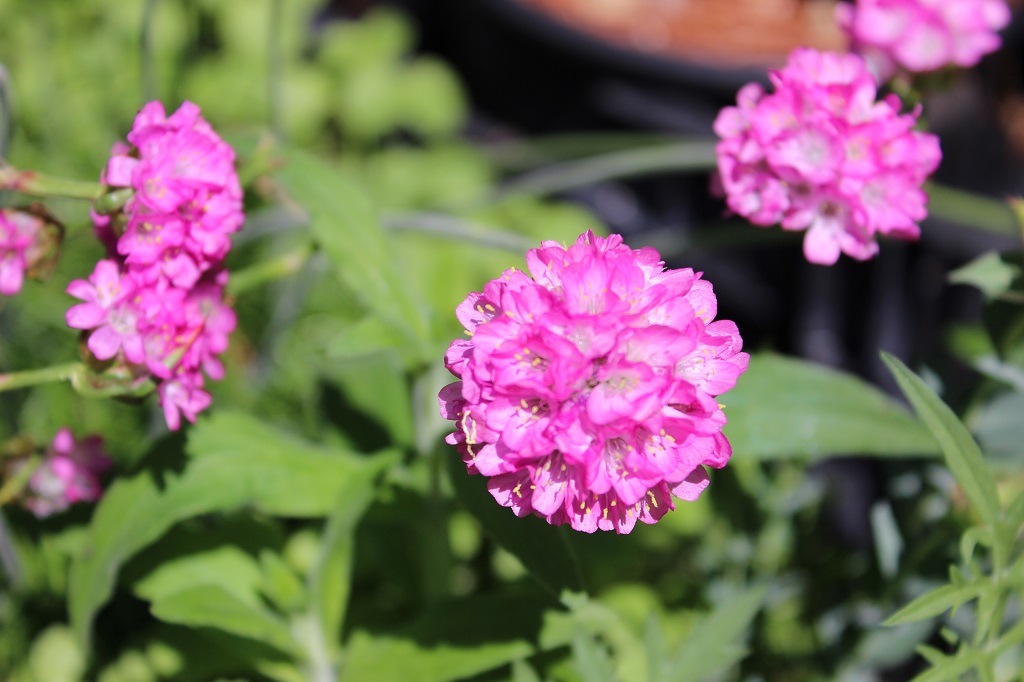 Armeria-maritima-2 Grasnelke, Armeria maritima