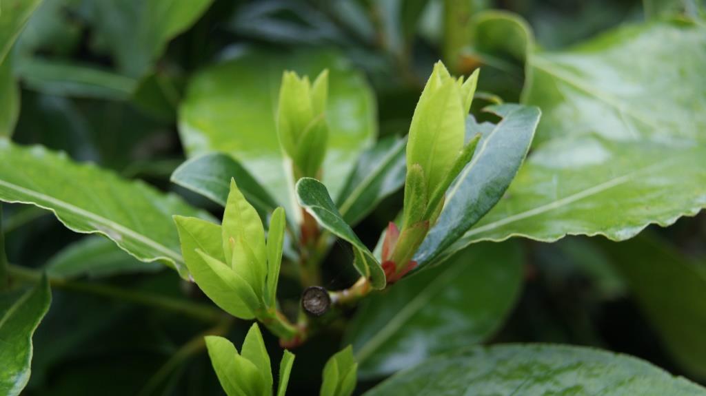 Lorbeer, Laurus nobilis