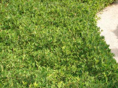 07-pleioplastus_distichus Zwergbambus Pleioblastus distichus