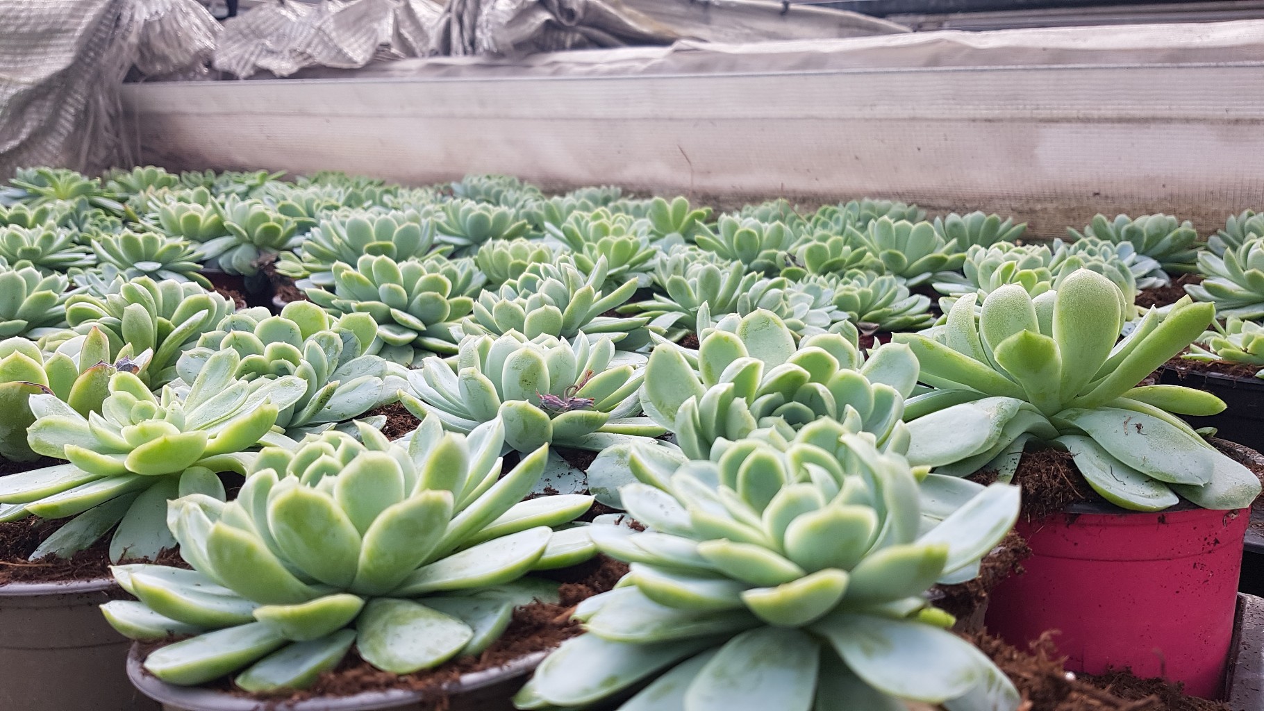 Echiveria Echeveria, Fettblattrosette in 2 Sorten