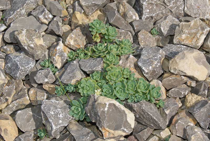 sedum-pachyglados-graues-wurzsedum-dachgarten24 Afghanischer Rosenwurz - Rhodiola primuloides var. pachyclados