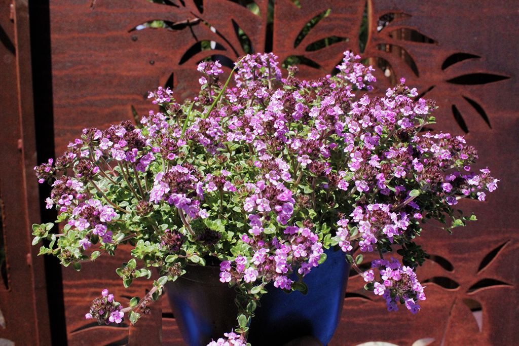 Rosenthymian, Thymus vulgaris  `Caborn Wine & Roses`
