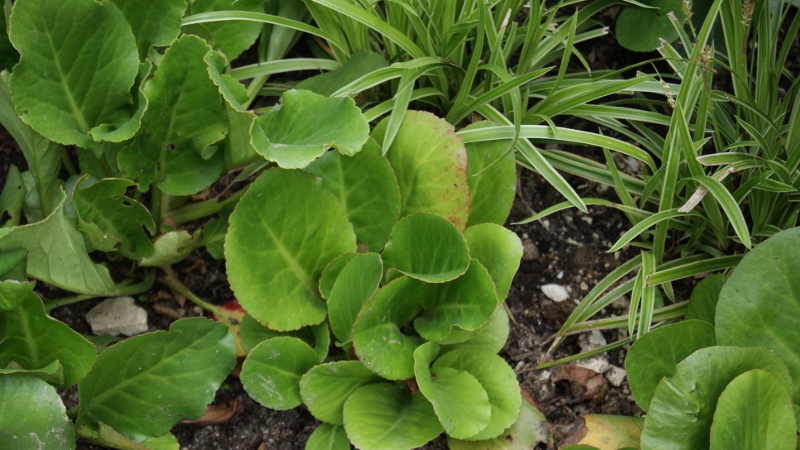 Riesensteinbrech, Bergenia cordifolia