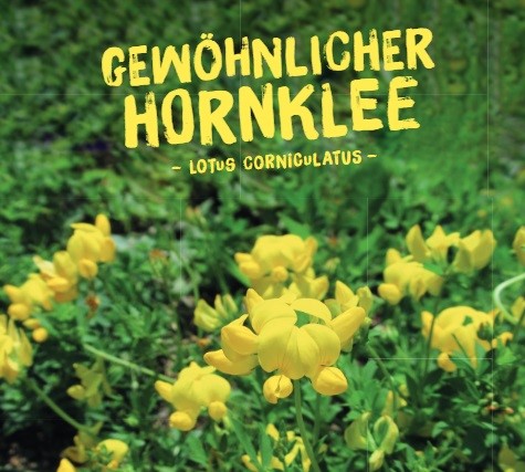 Lotus-corniculatusP3Y9DIZsnJSlp Wildpflanzen Paket Balkonkasten