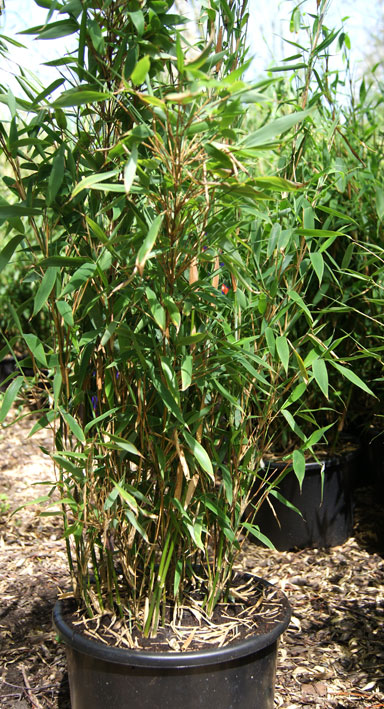 fargesia-murielae-bambuswald-1 Fargesia murielae Garten Bambus