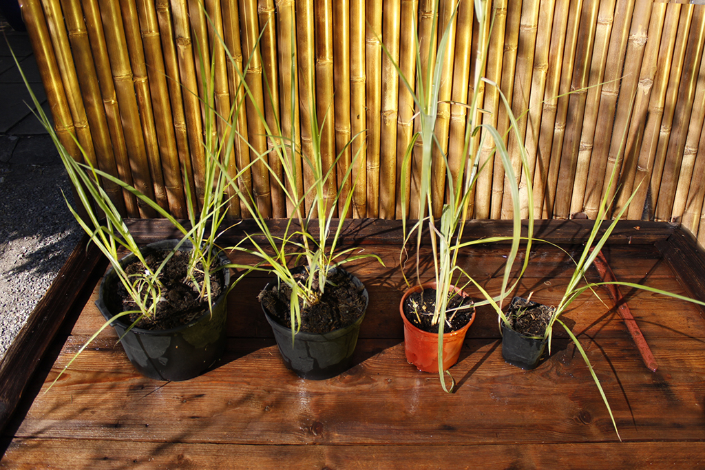 Beispiel-miscanthus-giganteus Elefantengras, Miscanthus giganteus