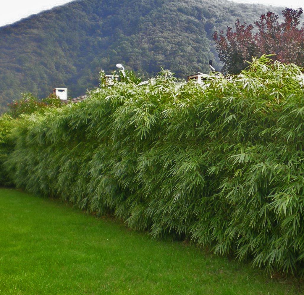 fargesia_rufa_hecke_3_tessin_200850e318161be7b