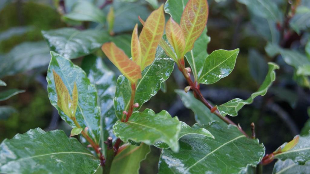 laurus-nobilis-lorbeer3 Lorbeer, Laurus nobilis