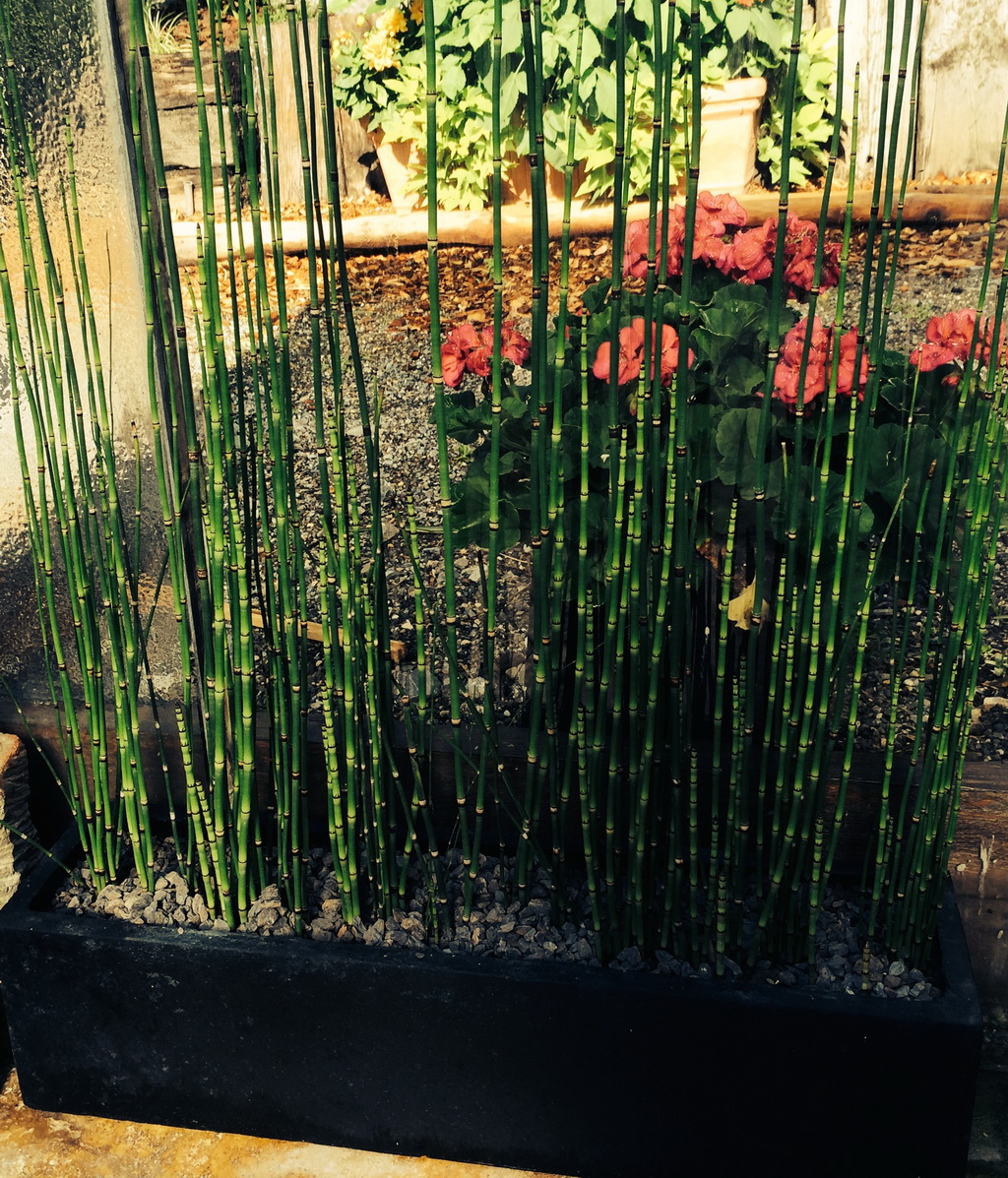 Schachtelhalmkasten Riesenschachtelhalm, Equisetum hyemale var. robustum