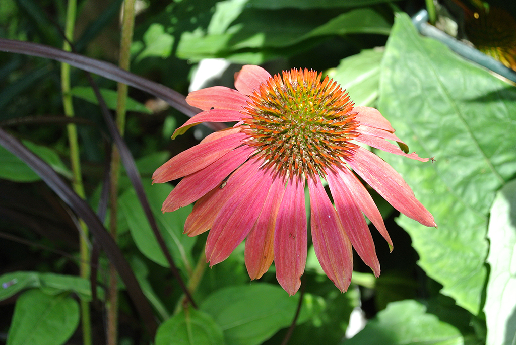 Echinacea-Chayenne-Spirit Sonnenhut, Echinacea purpurea in Sorten