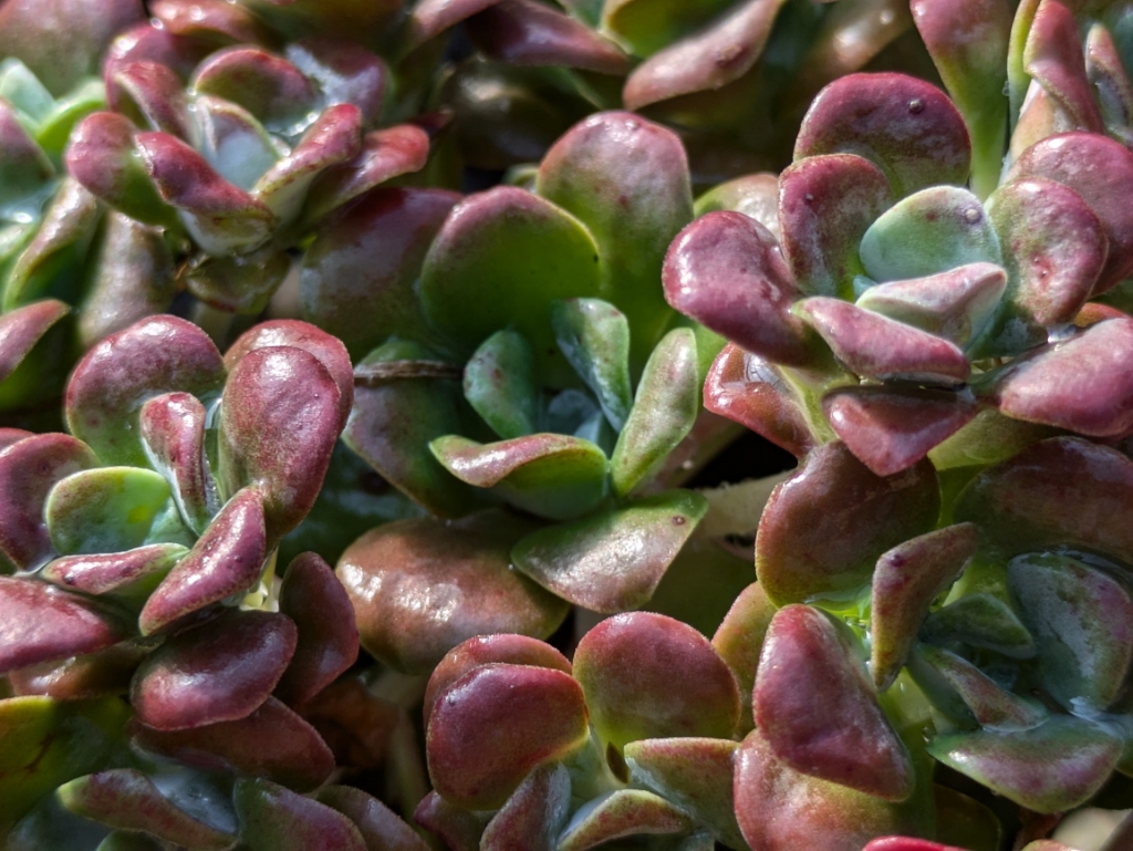 Spatelblättrige Fetthenne, Sedum spathulifolium Purpureum