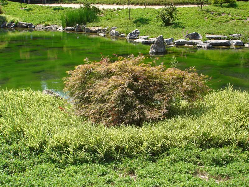 pleioplastus-variegata1 Zwergbambus Pleioblastus fortunei Variegata