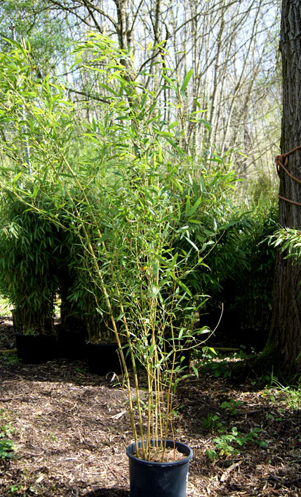 phyllostachys-bissetii-bambuswald-1 Grüner Bambus, Phyllostachys bissetii