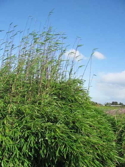 Bambus-Fargesia-Black-pearle-3-Bambuswald Schwarzer Schirmbambus, Fargesia nitida Black Pearl