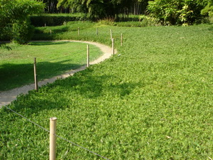 sasa_pygmaeus Zwergbambus Pleioblastus pygmaeus