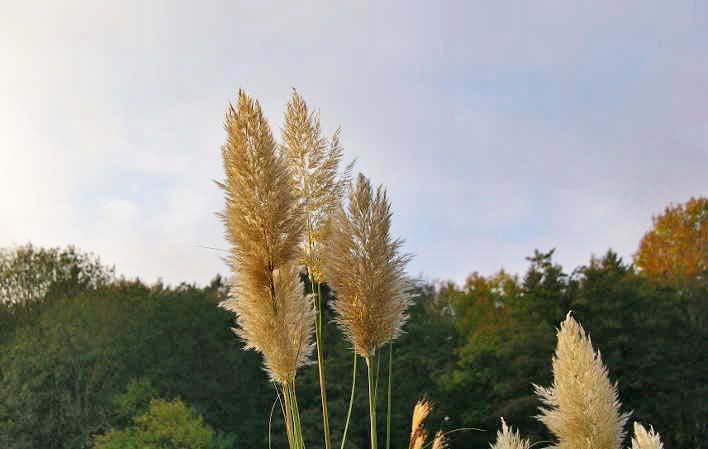 cortaderia-selloana_bambuswald Pampasgras weiß, Cortaderia selloana